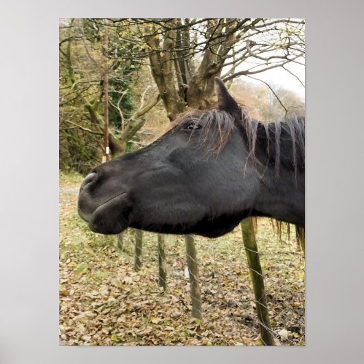 ZWARTE PAARD POSTER (Voorkant)
