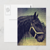 Zwarte paarden briefkaart (Voorkant / Achterkant)