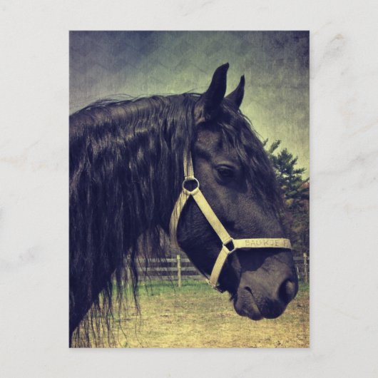 Zwarte paarden briefkaart (Voorkant)