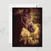 Zwarte paarden briefkaart (Voorkant / Achterkant)