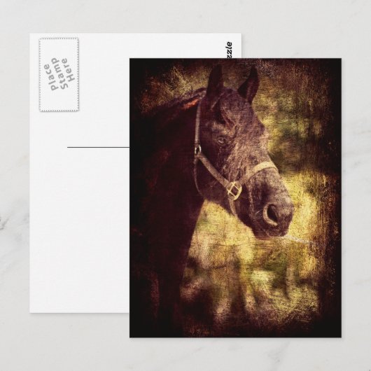 Zwarte paarden briefkaart (Voorkant / Achterkant)