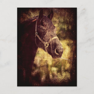 Zwarte paarden briefkaart