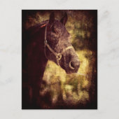 Zwarte paarden briefkaart (Voorkant)