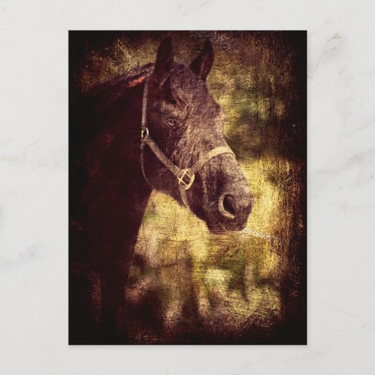 Zwarte paarden briefkaart (Voorkant)