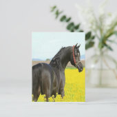 Zwarte paarden briefkaart (Staand voorkant)