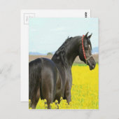 Zwarte paarden briefkaart (Voorkant / Achterkant)