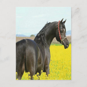 Zwarte paarden briefkaart
