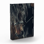 Zwarte paarden fotoblokken (Links)