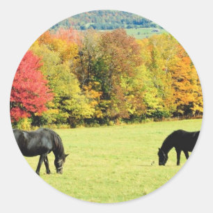 Zwarte paarden grazen in het najaar ronde sticker