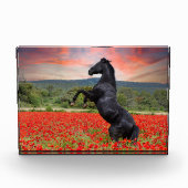 Zwarte paarden in papaverveld fotoblokken (Voorkant)