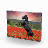 Zwarte paarden in papaverveld fotoblokken (Rechts)