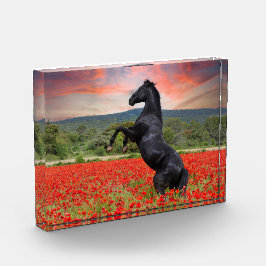 Zwarte paarden in papaverveld fotoblokken