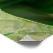 Zwarte Pages Papilio op bloem Poster (Hoek)