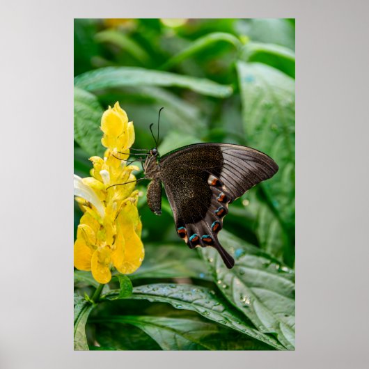 Zwarte Pages Papilio op bloem Poster (Voorkant)