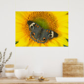 Zwarte Pages Papilio polyxenes op Zonnebloem Poster (Keuken)