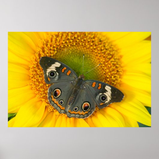 Zwarte Pages Papilio polyxenes op Zonnebloem Poster (Voorkant)