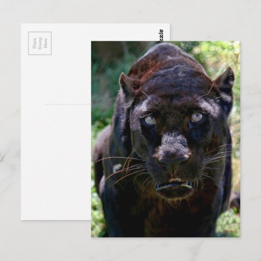 Zwarte panter briefkaart (Voorkant / Achterkant)