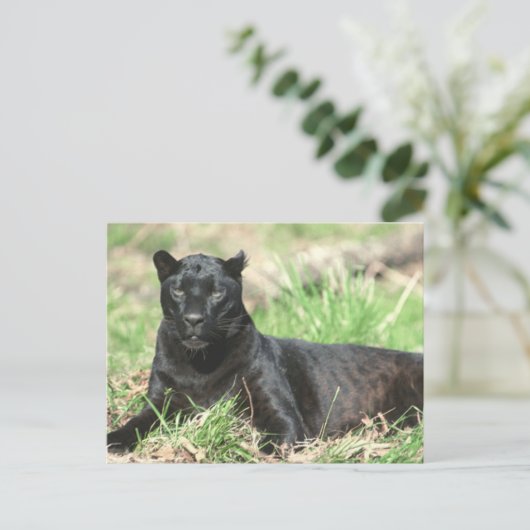 Zwarte panter briefkaart (Staand voorkant)