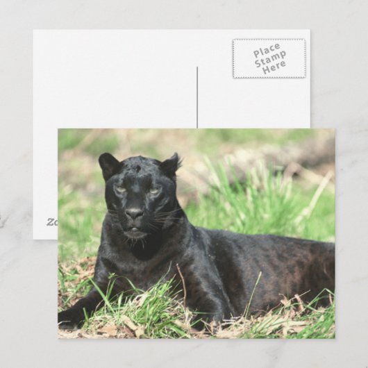 Zwarte panter briefkaart (Voorkant / Achterkant)