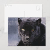 Zwarte panter briefkaart (Voorkant / Achterkant)
