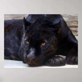 Zwarte panter poster