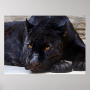 Zwarte panter poster