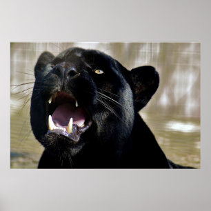 Zwarte panter poster