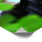 Zwarte panter poster (Hoek)