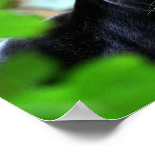 Zwarte panter poster (Hoek)