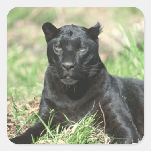 Zwarte panter vierkante sticker (Voorkant)