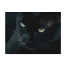 Zwarte panther - Briefkaart