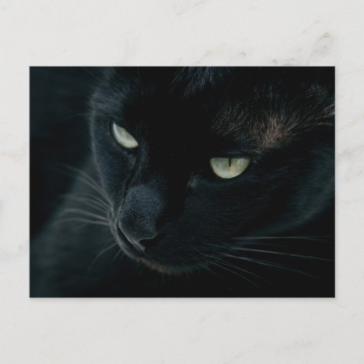 Zwarte panther - Briefkaart (Voorkant)