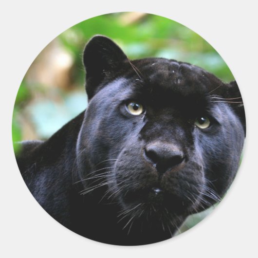 Zwarte PantherMacro Ronde Sticker (Voorkant)