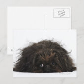 Zwarte pekingese hond die ligt briefkaart (Voorkant / Achterkant)