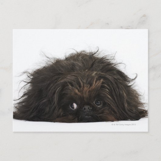 Zwarte pekingese hond die ligt briefkaart (Voorkant)