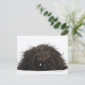 Zwarte pekingese hond die ligt briefkaart (Staand voorkant)