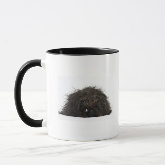 Zwarte pekingese hond die ligt mok (Links)