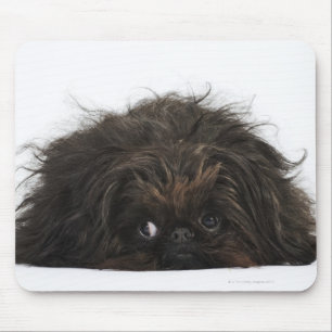 Zwarte pekingese hond die ligt muismat