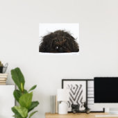 Zwarte pekingese hond die ligt poster (Thuiskantoor)