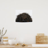 Zwarte pekingese hond die ligt poster (Keuken)