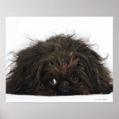 Zwarte pekingese hond die ligt poster (Voorkant)