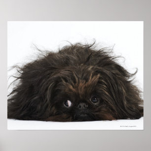 Zwarte pekingese hond die ligt poster