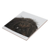 Zwarte pekingese hond die ligt tegeltje (Zijkant)