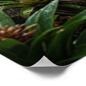 Zwarte Peper Jaguar Poster (Hoek)