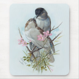 Zwarte Pet Warblers Muismat