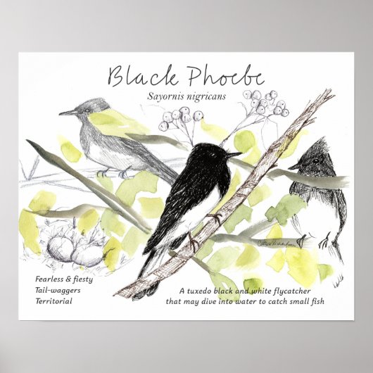 Zwarte Phoebe Vogel Smoking Black Tree Tekening Poster (Voorkant)