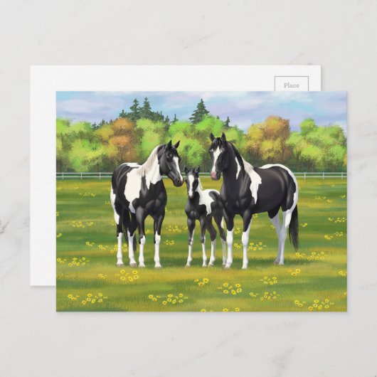 Zwarte Pinto-verf kwart paarden in zomerdeeg Briefkaart (Voorkant / Achterkant)