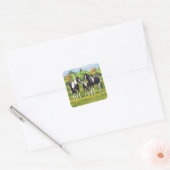 Zwarte Pinto-verf kwart paarden in zomerdeeg Vierkante Sticker (Envelop)