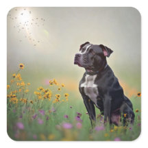 Zwarte Pitbull-Stickers