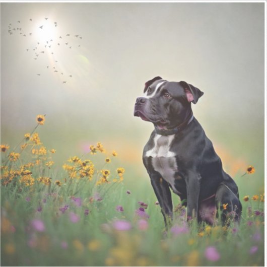 Zwarte Pitbull Vinyl-Stickers Sticker (Voorkant)